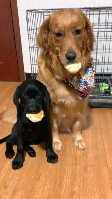 狗子爆料暑期视频,暑期视频幕后花絮大曝光